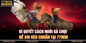Cách Nuôi Gà Chọi