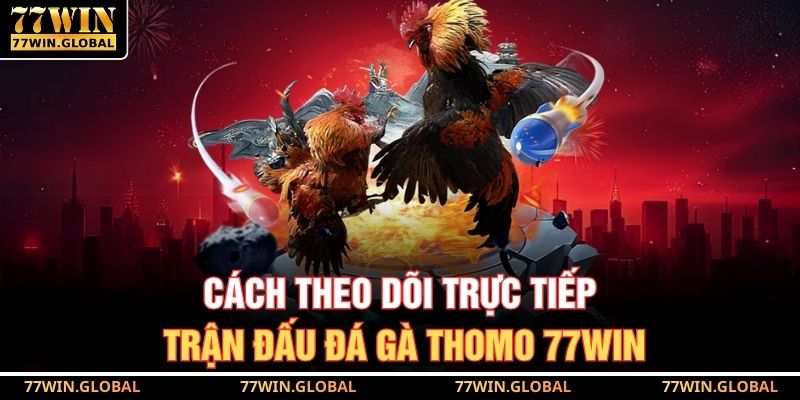 Cách theo dõi trực tiếp trận đấu đá gà Thomo 77WIN