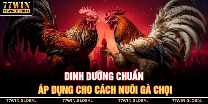 Bí Quyết Cách Nuôi Gà Chọi Để Soi Kèo Chuẩn Tại 77WIN 3 Dinh dưỡng chuẩn áp dụng cho cách nuôi gà chọi