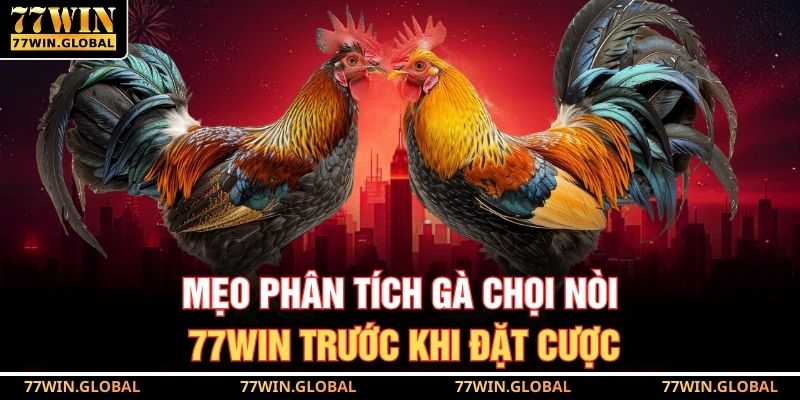 Mẹo phân tích gà chọi nòi 77WIN trước khi đặt cược